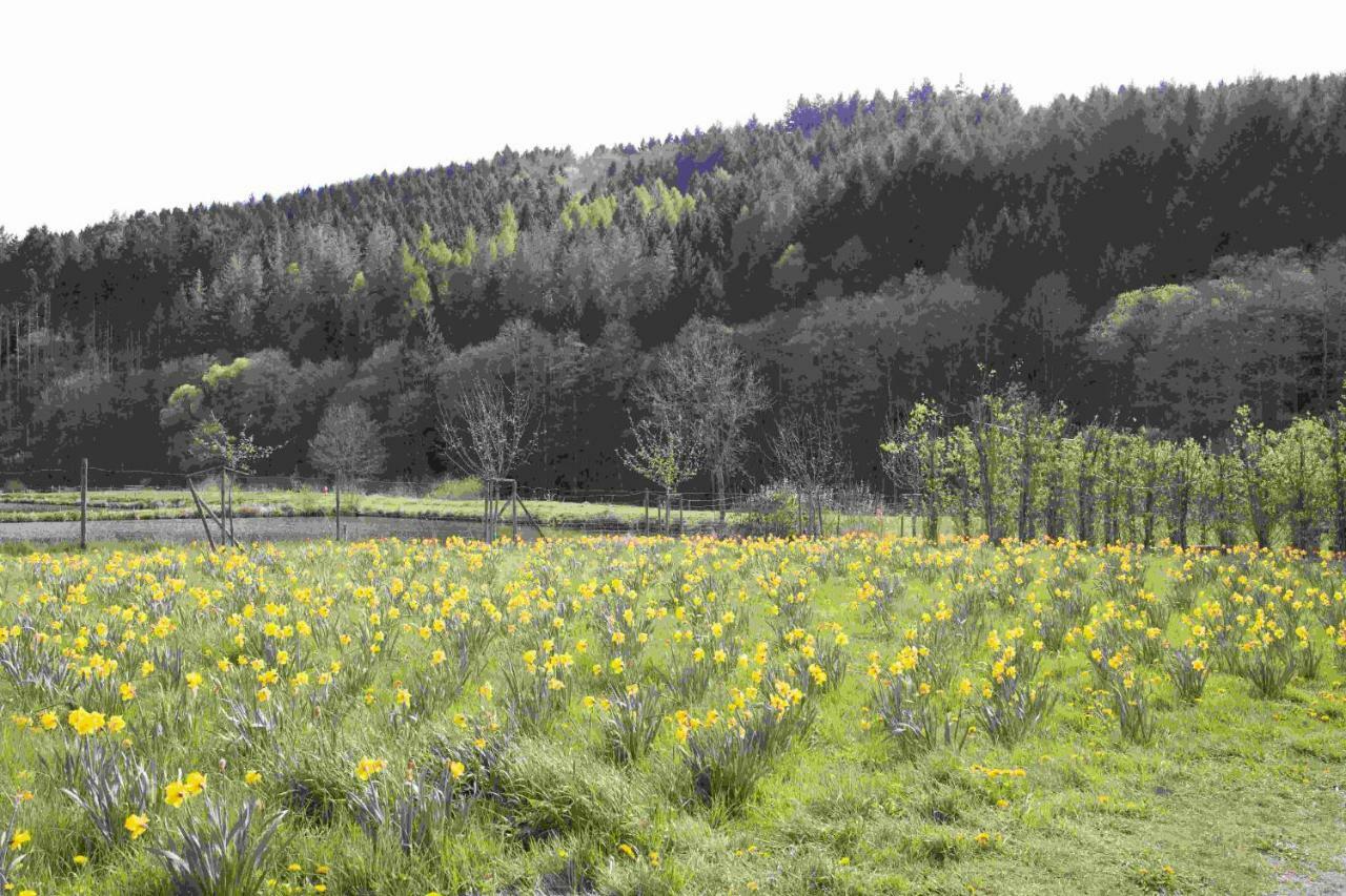 Ferienhaus Salmtal Himmerod Großlittgen Eksteriør bilde